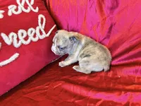 Snickers, a male French Bulldog for sale in Soledad, CA – Photo 3 of 4