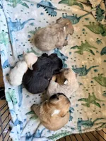 Fluffy Bon Bon, a female French Bulldog for sale in Soledad, CA – Photo 5 of 5