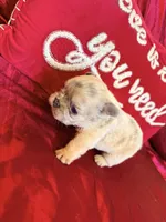 Fluffy Bon Bon, a female French Bulldog for sale in Soledad, CA – Photo 4 of 5