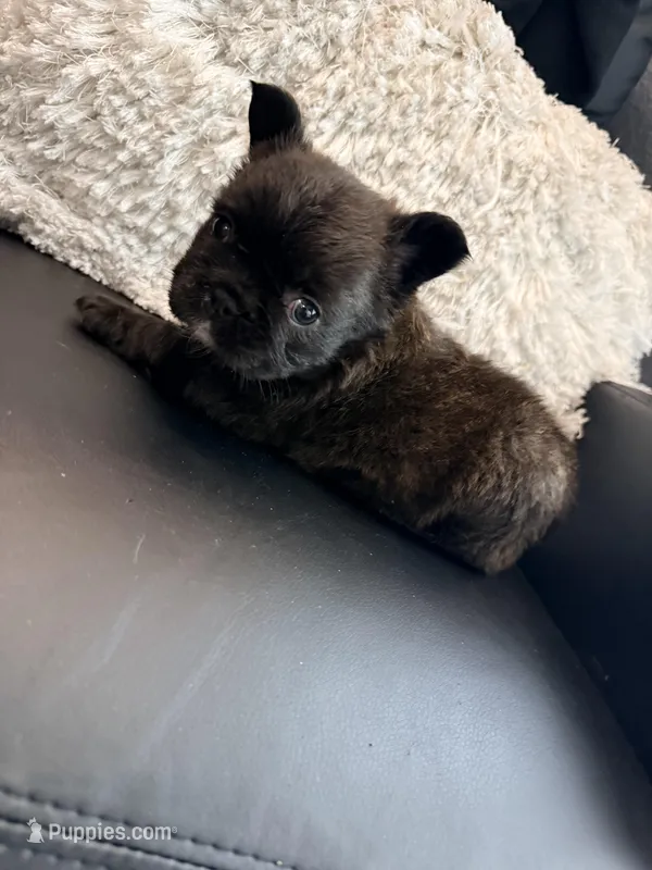 Fluffy Choco Girl – French Bulldog puppy for sale in Soledad, CA