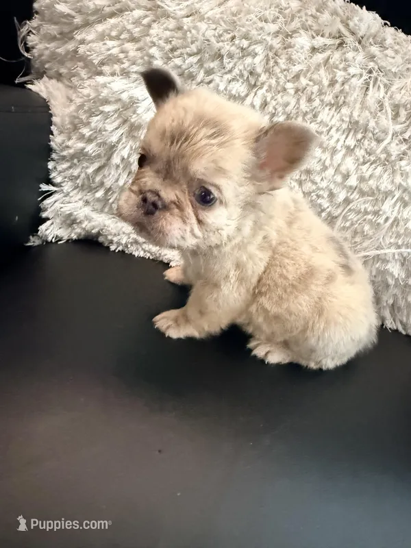 Fluffy Bon Bon – French Bulldog puppy for sale in Soledad, CA