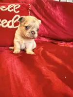 Fluffy Bon Bon, a female French Bulldog for sale in Soledad, CA – Photo 2 of 5