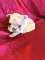 Fluffy Bon Bon, a female French Bulldog for sale in Soledad, CA – Photo 3 of 5