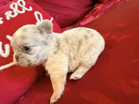Fluffy Bon Bon, a female French Bulldog for sale in Soledad, CA – Photo 1 of 5