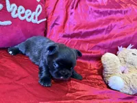 Fluffy Choco Girl, a female French Bulldog for sale in Soledad, CA – Photo 3 of 5