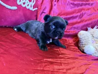 Fluffy Choco Girl, a female French Bulldog for sale in Soledad, CA – Photo 2 of 5