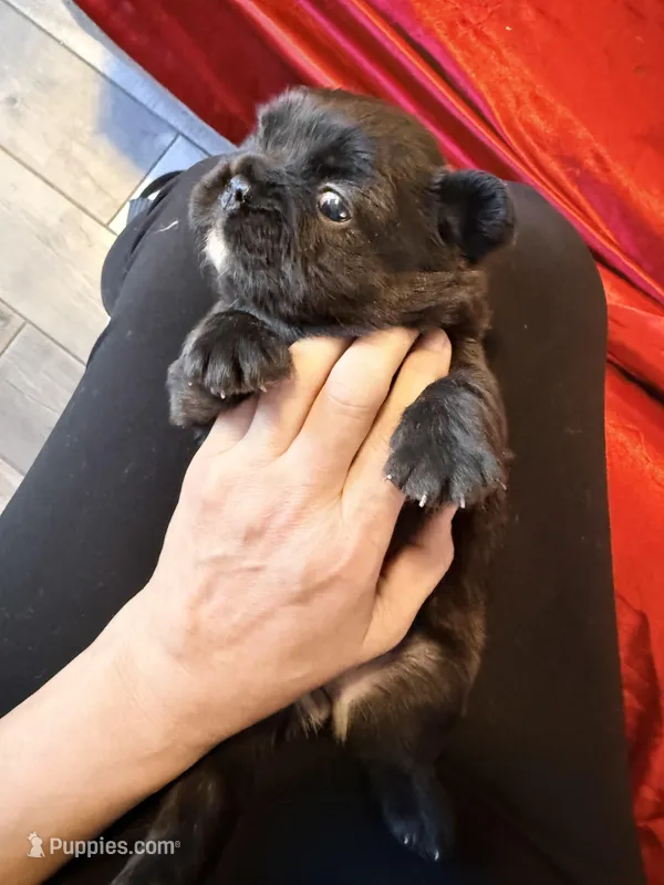 Fluffy Choco Girl – French Bulldog puppy for sale in Soledad, CA