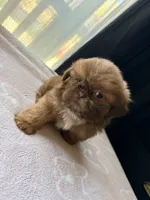 Coco, a male Shih Tzu for sale in Soledad, CA – 6 of 6