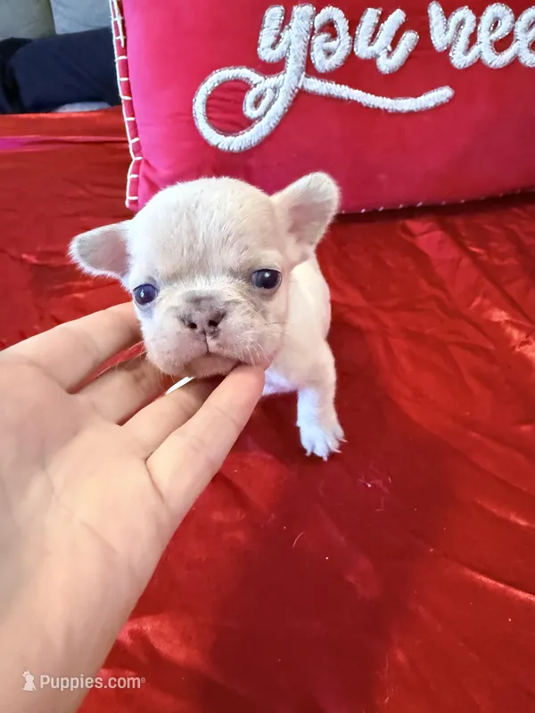 Tiny – French Bulldog puppy for sale in Soledad, CA