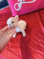 Tiny, a male French Bulldog for sale in Soledad, CA – Photo 2 of 3