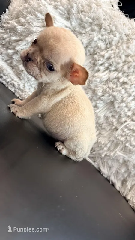 Tiny – French Bulldog puppy for sale in Soledad, CA
