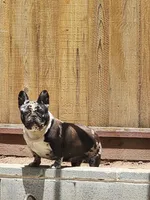 Cookie, a female French Bulldog for sale in Soledad, CA – Photo 1 of 3