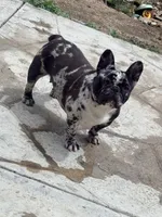 Cookie, a female French Bulldog for sale in Soledad, CA – Photo 3 of 3