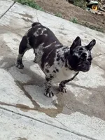 Cookie, a female French Bulldog for sale in Soledad, CA – Photo 2 of 3