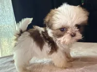 Snickers, a male Shih Tzu for sale in Soledad, CA – 3 of 6
