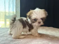 Snickers, a male Shih Tzu for sale in Soledad, CA – 2 of 6