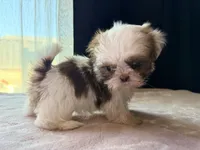 Snickers, a male Shih Tzu for sale in Soledad, CA – 6 of 6