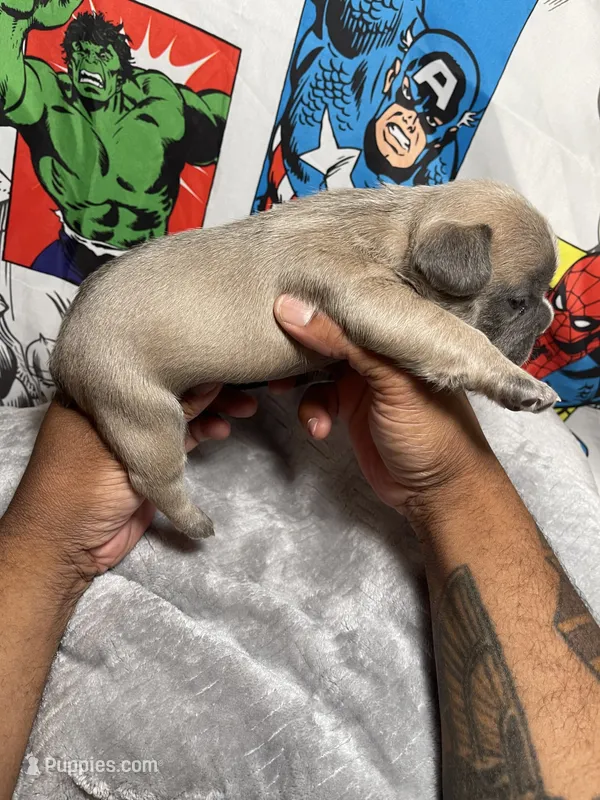 Hero AKC  – French Bulldog puppy for sale in Moreno Valley, CA