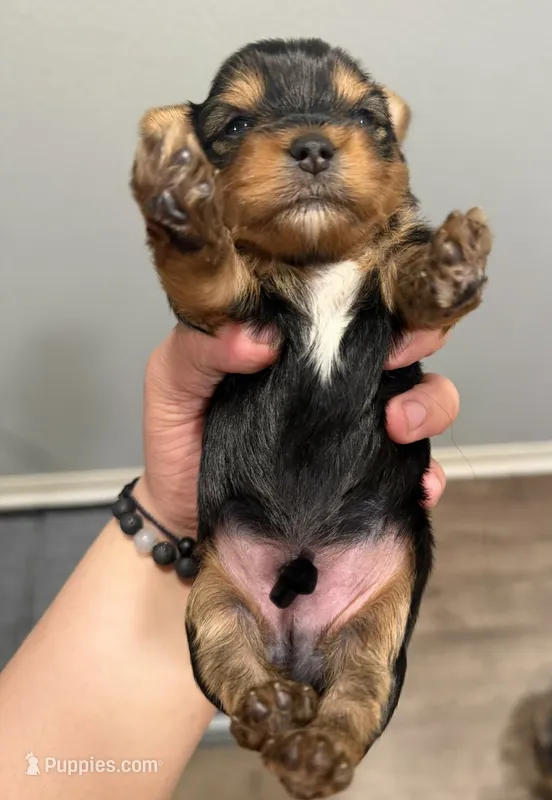 Benny AKC – Yorkshire Terrier puppy for sale in Moreno Valley, CA