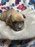 Sasha AKC, a female French Bulldog for sale in Moreno Valley, CA – 3 of 5