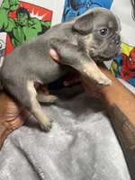 Herc AKC, a male French Bulldog for sale in Moreno Valley, CA – 4 of 6