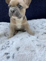 Sadie AKC, a female French Bulldog for sale in Troy, MI – 2 of 4