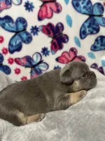 Sadie AKC, a female French Bulldog for sale in Moreno Valley, CA – 3 of 4