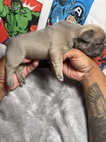 Heat AKC, a male French Bulldog for sale in Moreno Valley, CA – 3 of 4