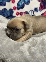 Sasha AKC, a female French Bulldog for sale in Moreno Valley, CA – 2 of 5