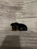 Betty AKC, a female Yorkshire Terrier for sale in Monroe, MI – 2 of 4