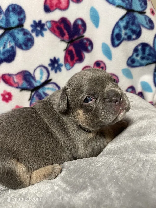 Sadie AKC – French Bulldog puppy for sale in Moreno Valley, CA