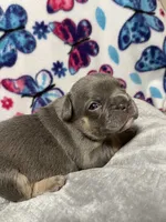 Sadie AKC, a female French Bulldog for sale in Moreno Valley, CA – 1 of 4