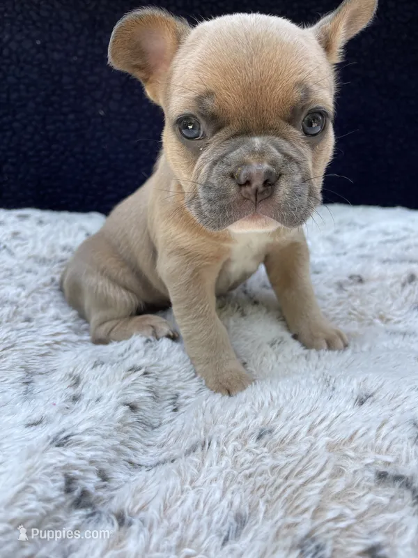 Sadie AKC – French Bulldog puppy for sale in Troy, MI