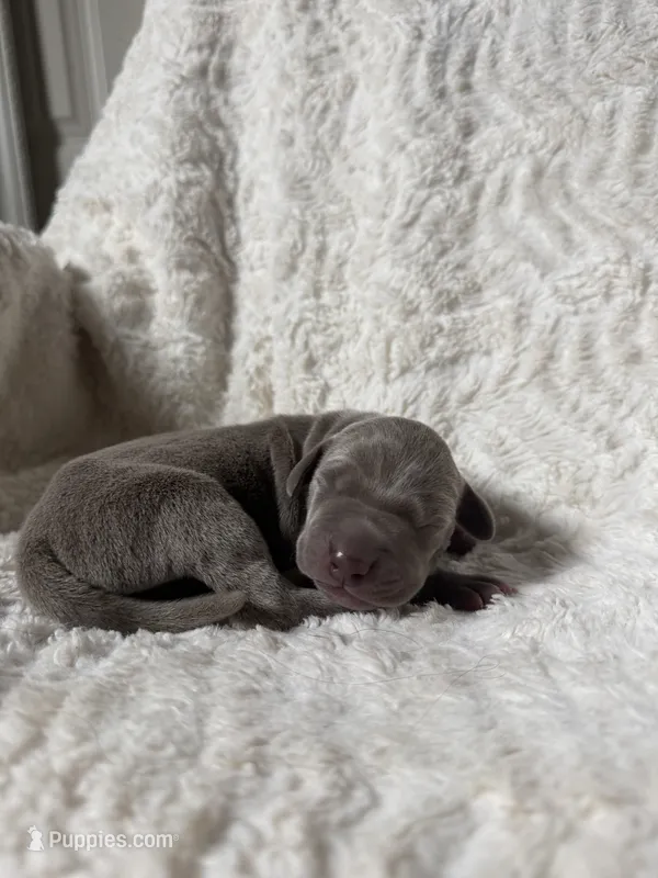 Crypto AKC   – Great Dane puppy for sale in Moreno Valley, CA