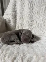 Crypto AKC  , a male Great Dane for sale in Moreno Valley, CA – 1 of 2