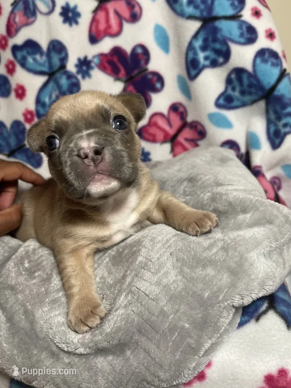 Sasha AKC – French Bulldog puppy for sale in Moreno Valley, CA