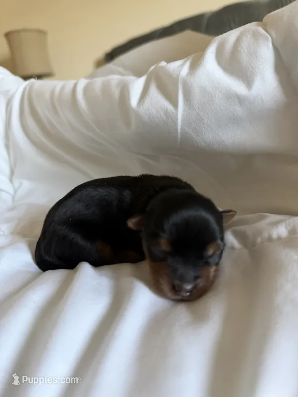 Benny – Yorkshire Terrier puppy for sale in Moreno Valley, CA