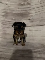 Betty AKC, a female Yorkshire Terrier for sale in Monroe, MI – 3 of 4