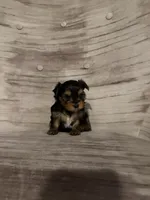 Benny AKC, a male Yorkshire Terrier for sale in Monroe, MI – 3 of 6