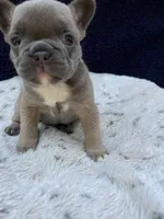Heat AKC, a male French Bulldog for sale in Troy, MI – 1 of 5