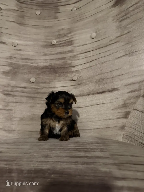 Benny AKC – Yorkshire Terrier puppy for sale in Moreno Valley, CA