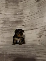 Benny AKC, a male Yorkshire Terrier for sale in Monroe, MI – 1 of 6