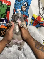 Hero AKC , a male French Bulldog for sale in Moreno Valley, CA – 4 of 4