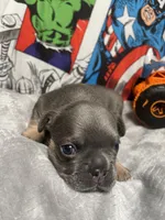 Herc AKC, a male French Bulldog for sale in Moreno Valley, CA – 2 of 6