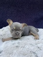 Herc AKC, a male French Bulldog for sale in Troy, MI – 2 of 4