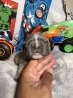 Hero AKC , a male French Bulldog for sale in Moreno Valley, CA – 2 of 4