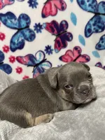Sadie AKC, a female French Bulldog for sale in Moreno Valley, CA – 2 of 4