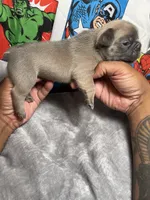 Heat AKC, a male French Bulldog for sale in Moreno Valley, CA – 2 of 4