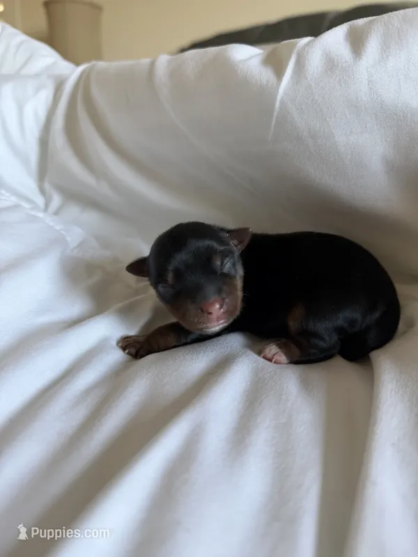 Betty – Yorkshire Terrier puppy for sale in Moreno Valley, CA