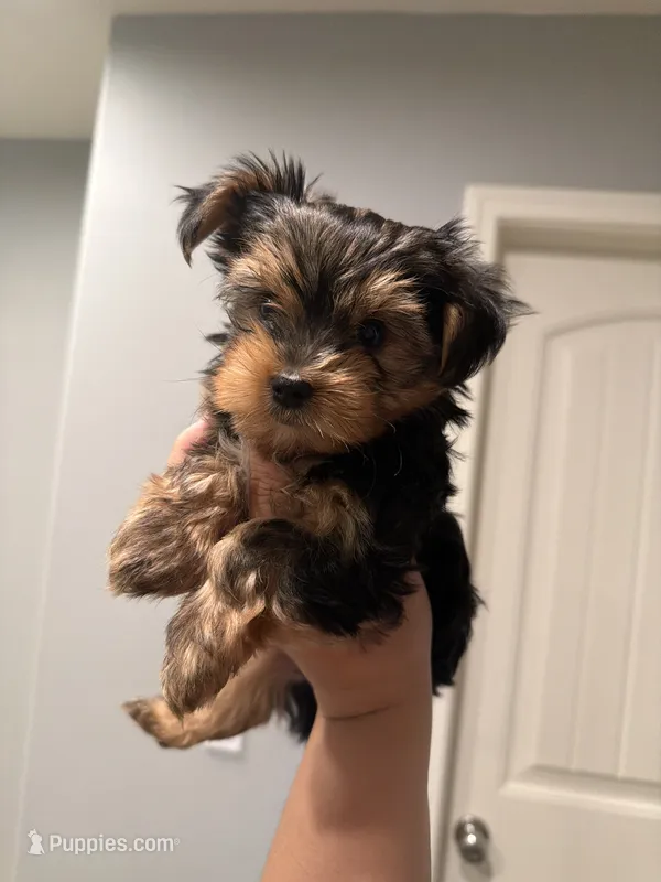 Benny AKC – Yorkshire Terrier puppy for sale in Moreno Valley, CA